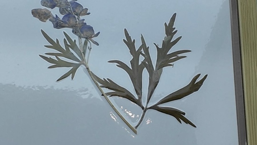 剧毒野草乌头 暗藏三重药用价值