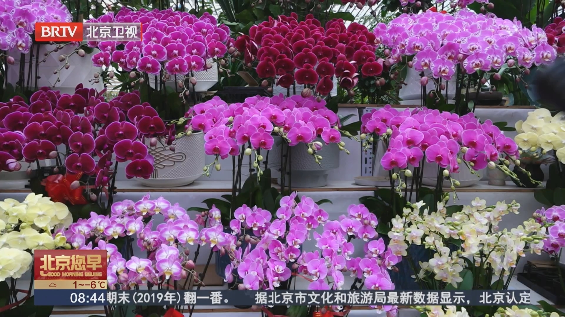 “居家插花”成新年俗 年宵花市场“鲜”气十足
