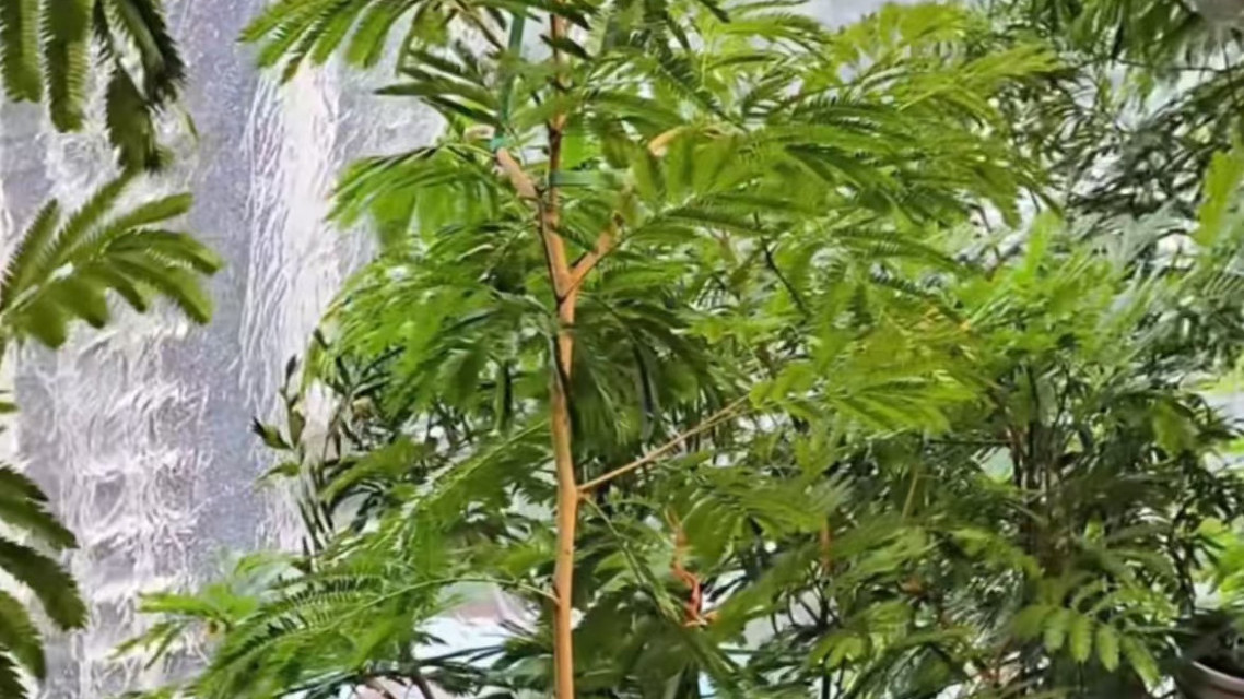 愿平安！17级台风桦加沙来袭居民自制临时防护措施