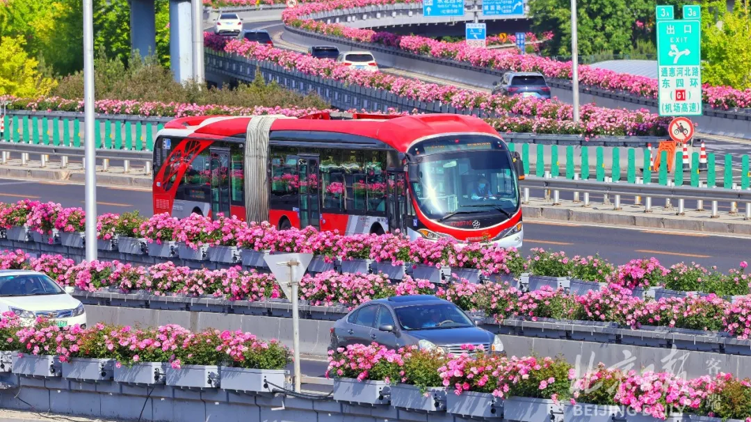 北京四环路65.3公里“月季项链”,贯通! 北京四环路65.3公里“月季项链”,贯通!