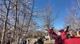 北京国际雕塑公园内的玉兰花次第开放 北京国际雕塑公园内的玉兰花次第开放