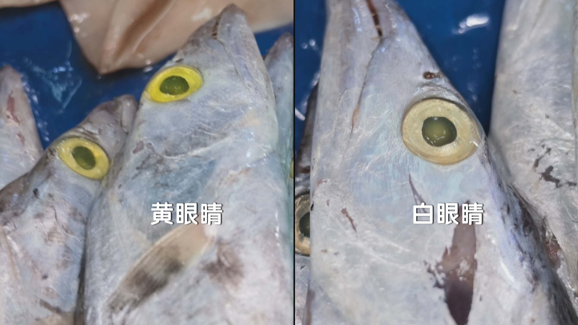 带鱼黄眼睛比白眼睛营养高？吃鱼眼能明目？营养师告诉您真相