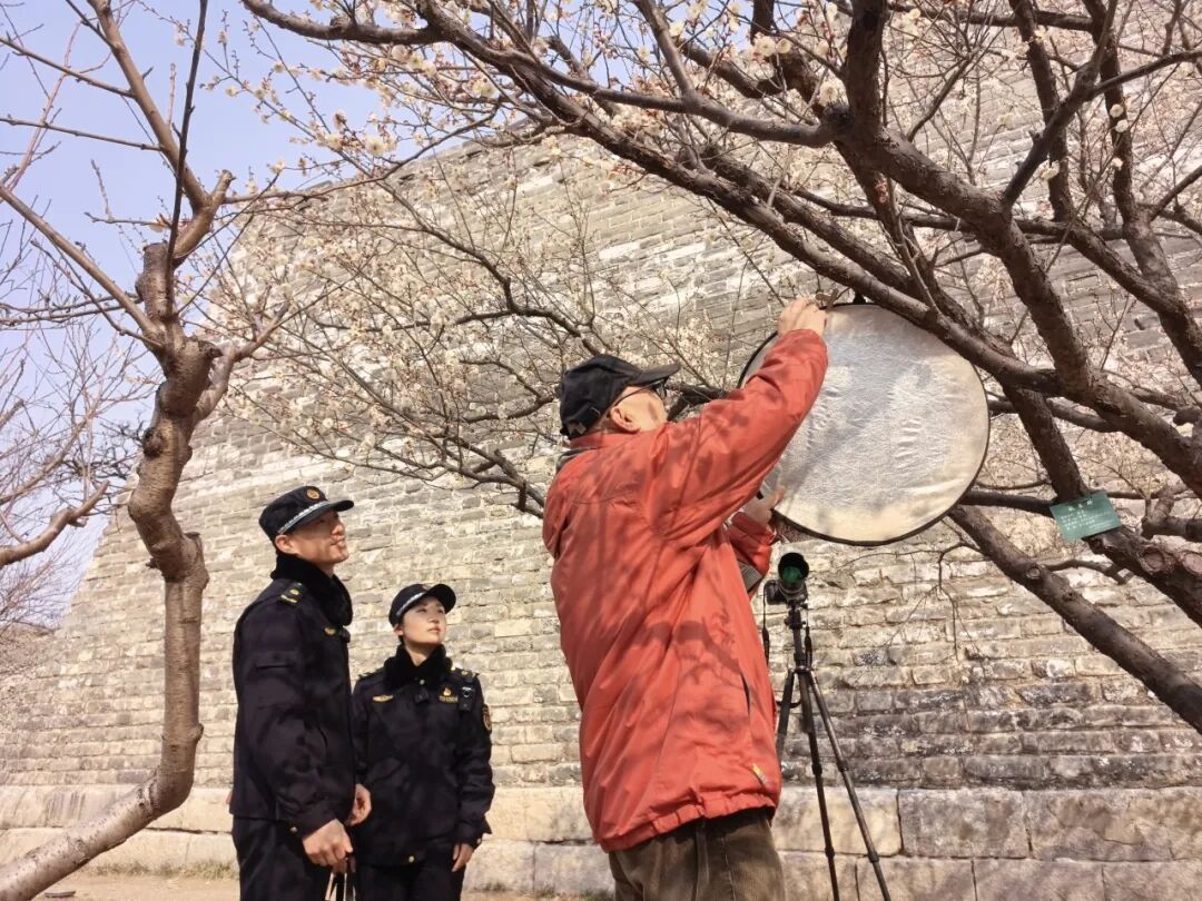 东城城管:文明有约,赏花正当时 东城城管:文明有约,赏花正当时