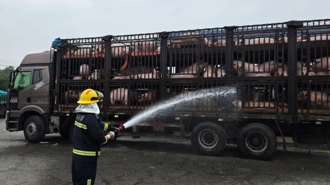 太热了!260头猪集体中暑…… 太热了!260头猪集体中暑……