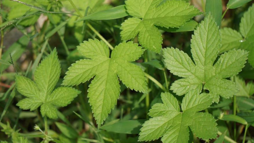 秋季花粉警报拉响！这4类草是“致敏元凶”