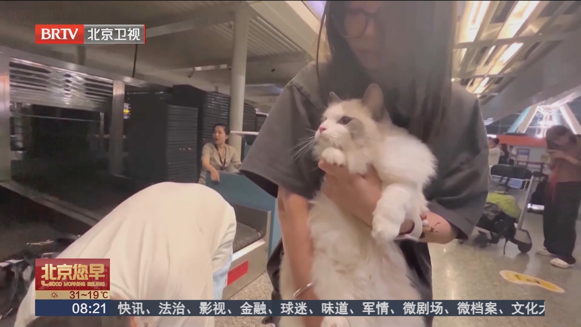 宠物也能坐飞机客舱了 3岁猫咪成西部航空首只“宠物旅客”