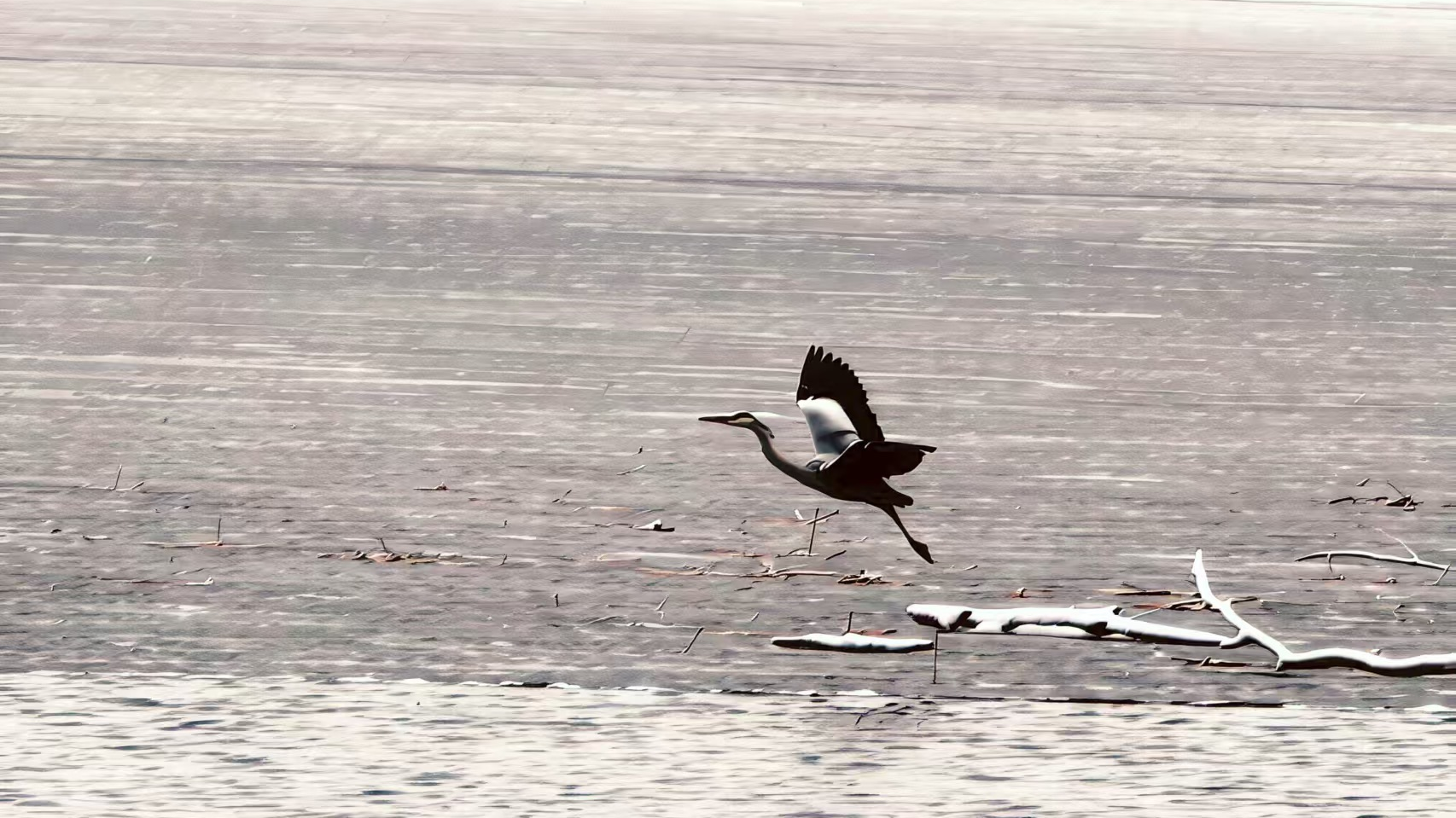 雪落野鸭湖 天鹅归来奏响春日序曲 雪落野鸭湖 天鹅归来奏响春日序曲