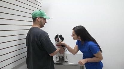 智利研制出犬用绝育针,可保狗狗一年内处于绝育状态!售价约合...... 智利研制出犬用绝育针,可保狗狗一年内处于绝育状态!售价约合......