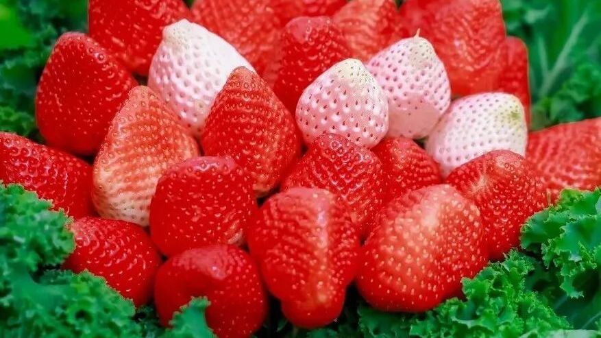 春日限定甜~第七届昌平草莓节大集甜蜜开集