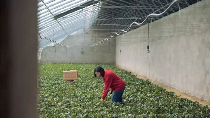 昌平新农人郭红，一位跨界创业者的十年生态农业革命