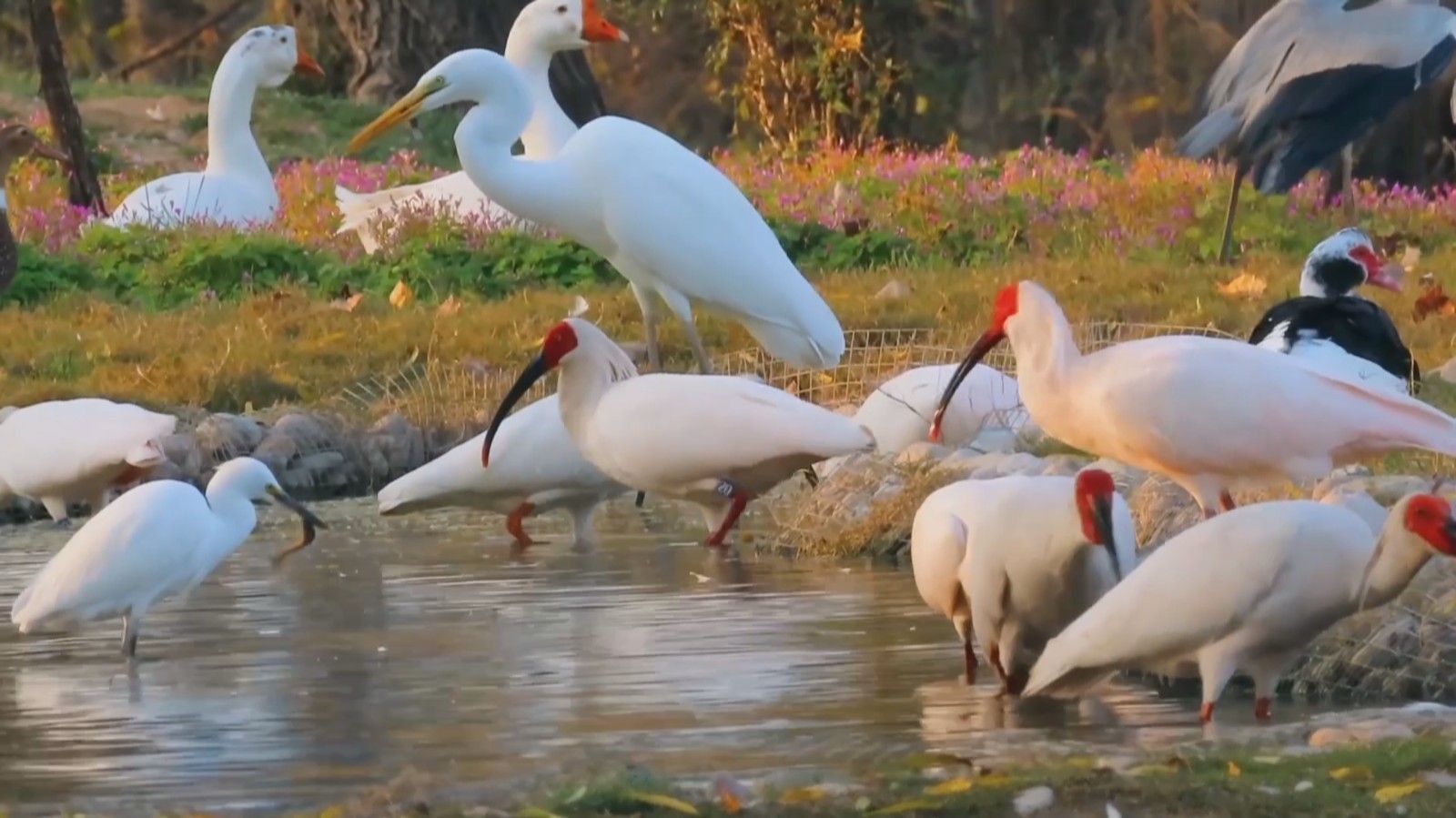 初冬千湖暖 朱鹮别样红 初冬千湖暖 朱鹮别样红