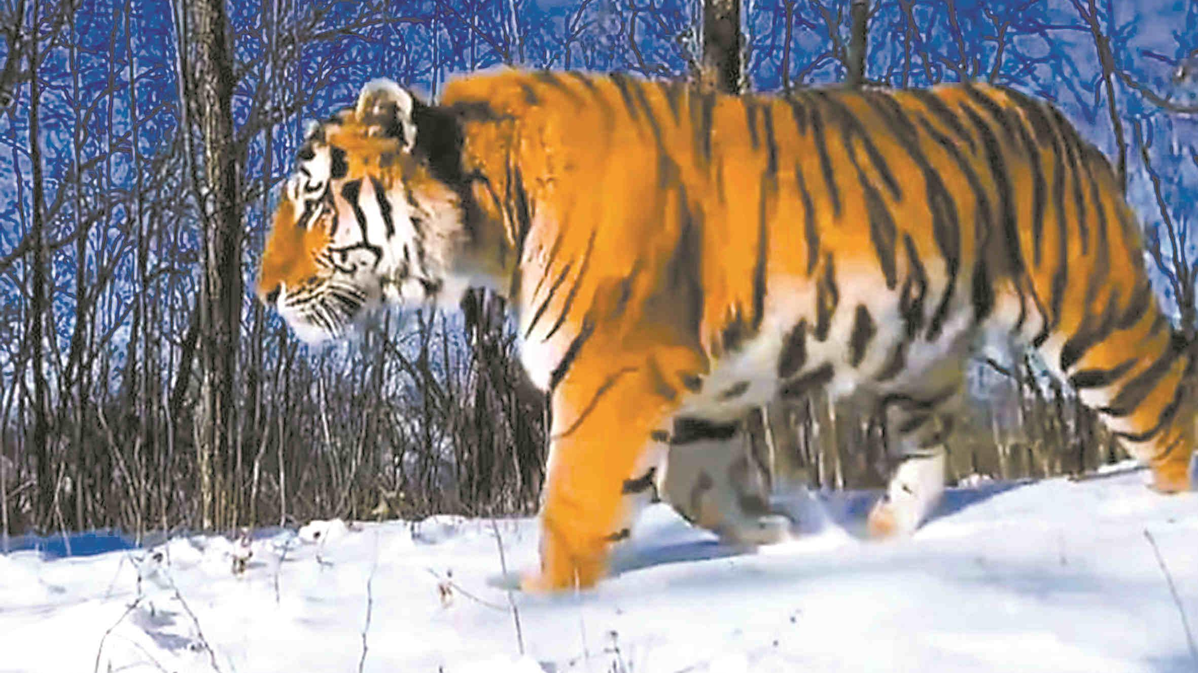 “完达山一号”可能已“脱单”!东北虎种群也有新喜讯→ “完达山一号”可能已“脱单”!东北虎种群也有新喜讯→