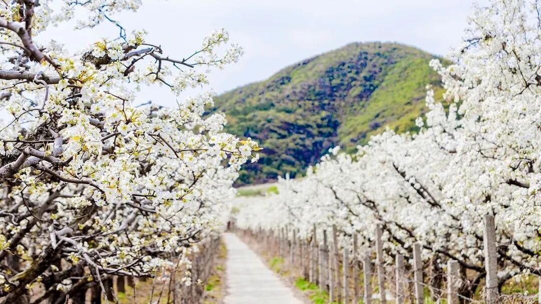 春信已至！舞彩浅山及周边赏花预告——