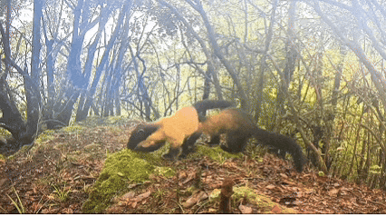 “神貂侠侣”再次现身十堰竹山堵河源→