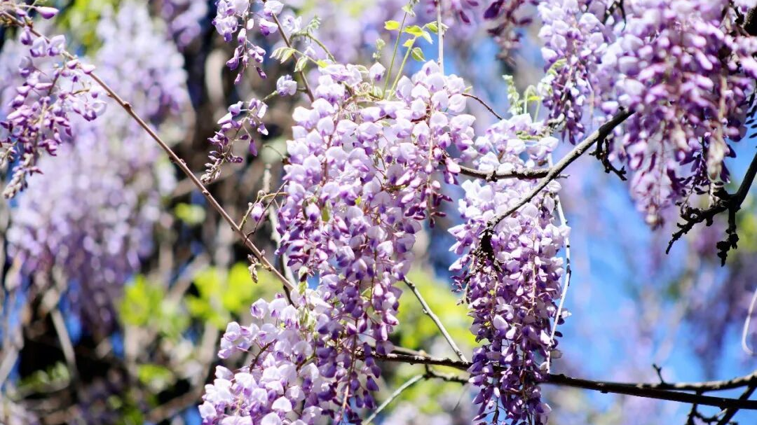 这份“紫藤地图”请收好！北京孔庙和国子监博物馆紫藤已绕梁 实时花况请点击——