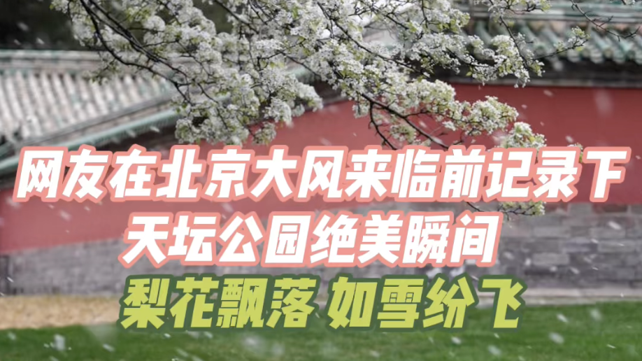 北京大风前,网友记录天坛绝美瞬间,梨花飘落,如雪纷飞 北京大风前,网友记录天坛绝美瞬间,梨花飘落,如雪纷飞