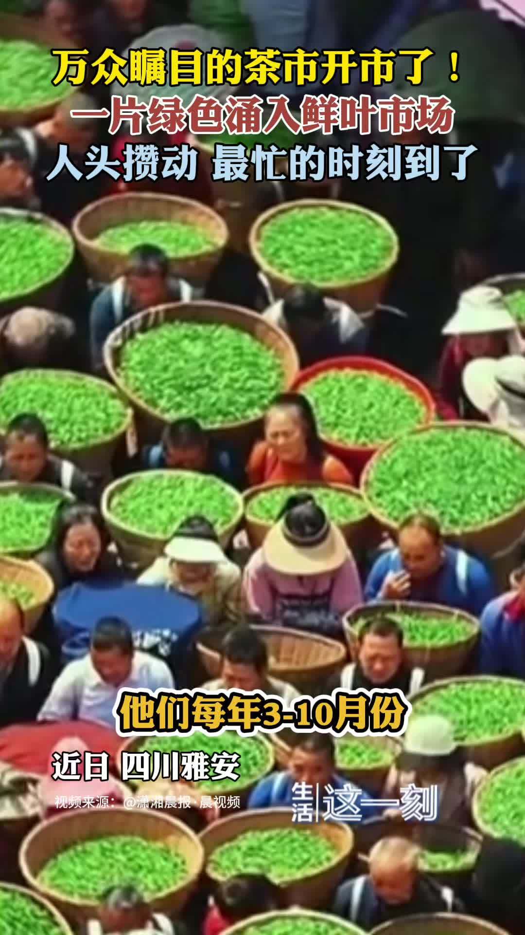 茶市开市了！ 人头攒动如荷叶般涌入市场