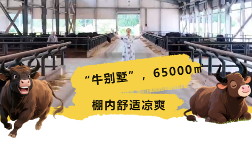 北京房山:从科技牧场到精细分割,解锁“窦店真‘牛’” 北京房山:从科技牧场到精细分割,解锁“窦店真‘牛’”