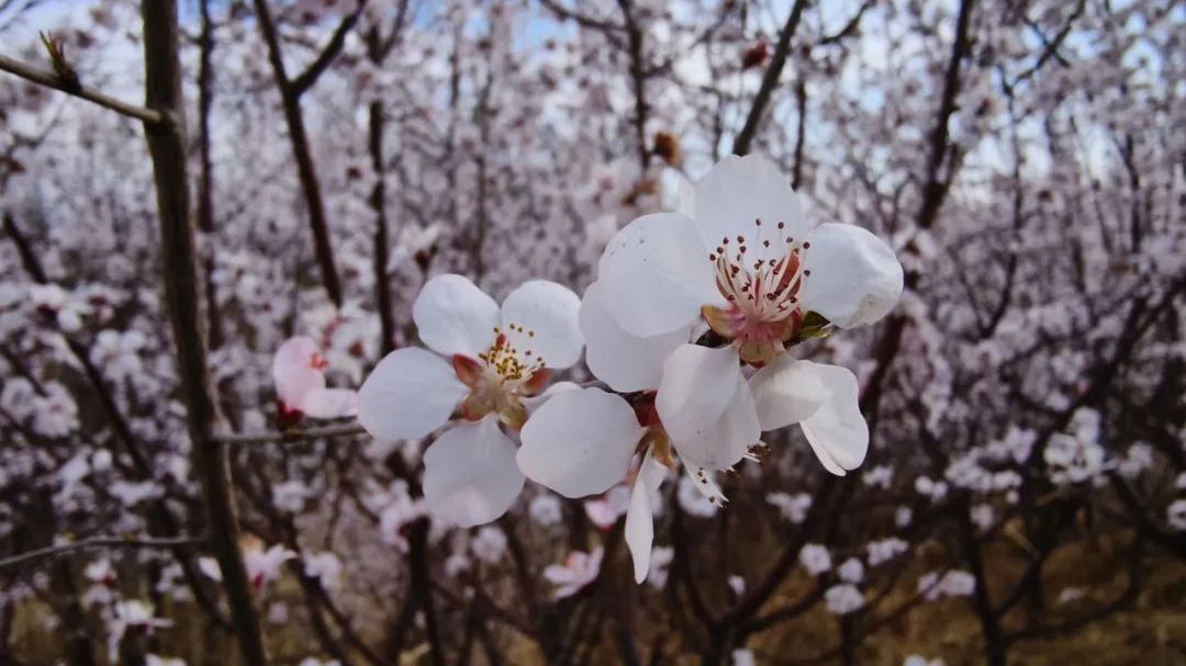 北京房山:看!家门口的“桃源”美翻了 北京房山:看!家门口的“桃源”美翻了