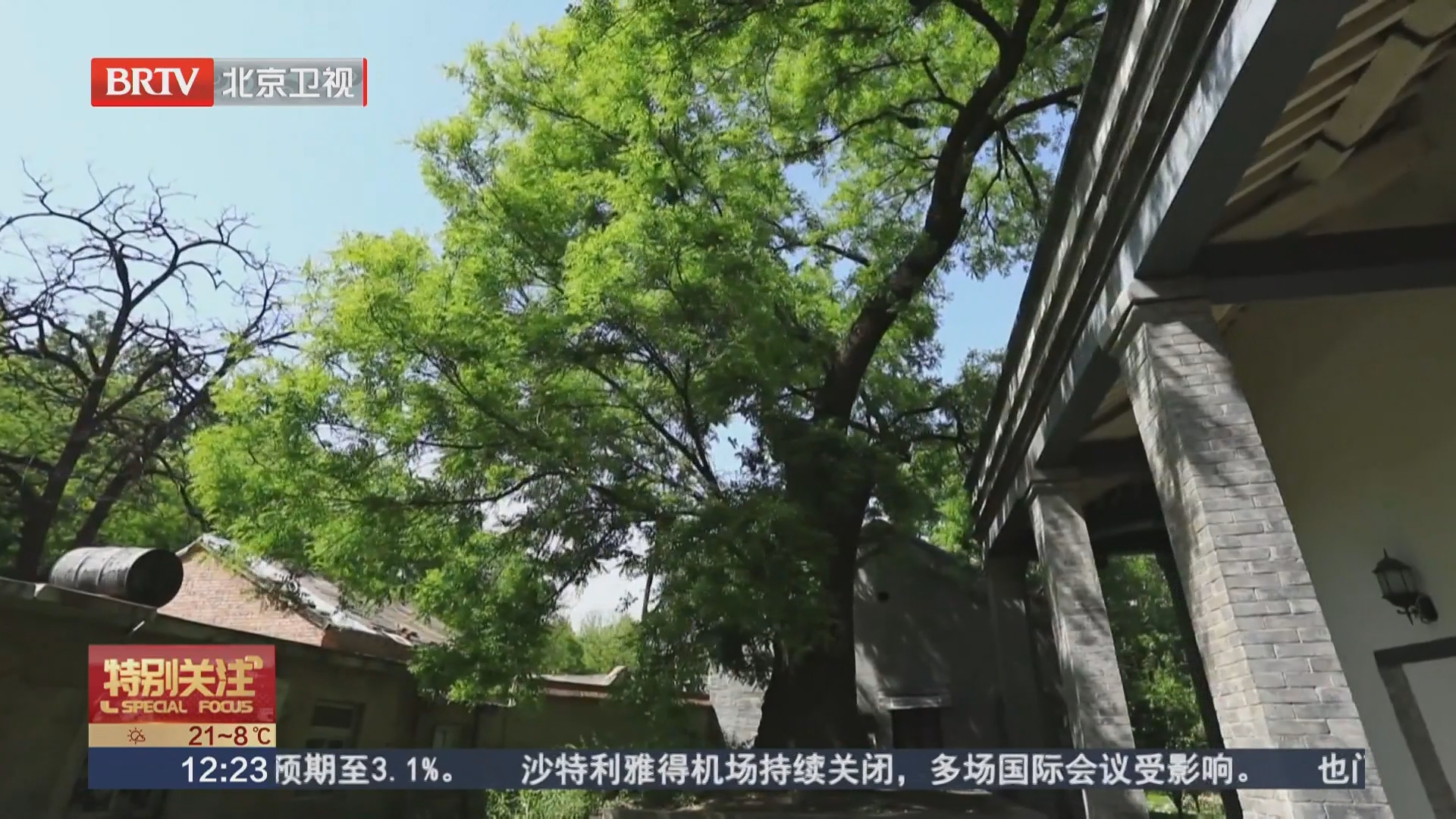 一树成景 激活京城新文旅