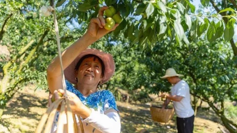 “空空联运”助力巫山脆李飞向全国