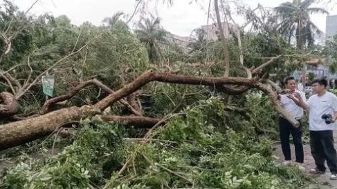超强台风“摩羯”吹倒海口树龄60年“花梨王”,估价可达260万元! 超强台风“摩羯”吹倒海口树龄60年“花梨王”,估价可达260万元!