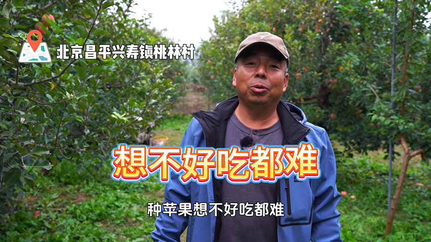 【京·花果蜜】论甜度，这个果园的苹果就没输过！口口都是甜蜜暴击！