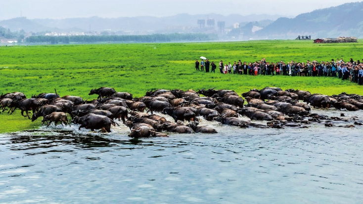 【散文】百牛渡江处 春风识故人‖廖天元 【散文】百牛渡江处 春风识故人‖廖天元