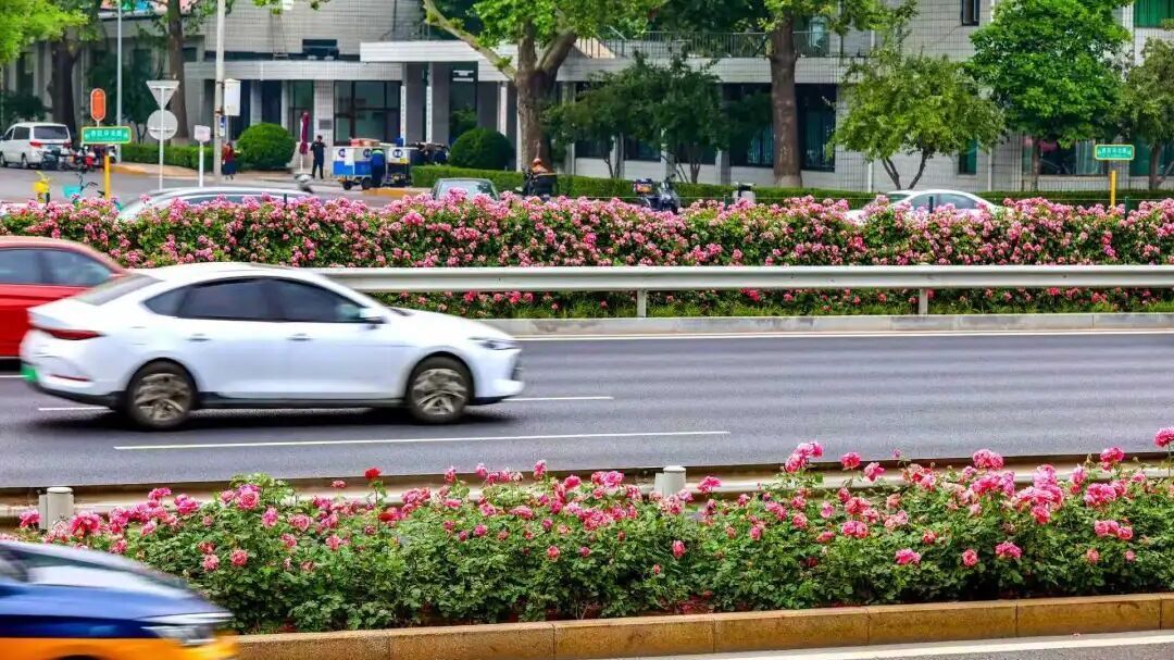 车在花中走，北京四环路“月季花环”来了！