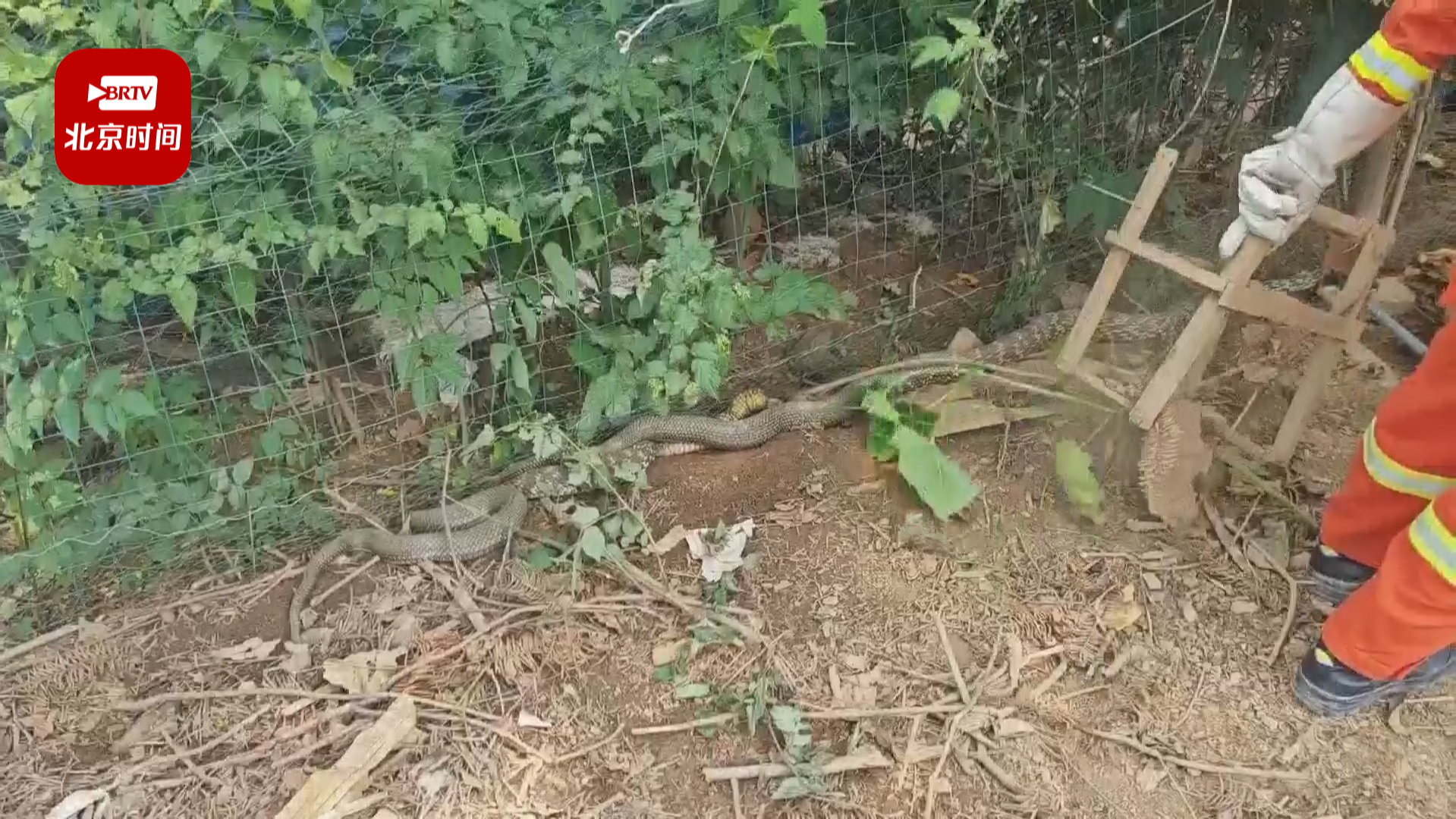 家中小鸡离奇消失 “小偷”竟是一条大蛇