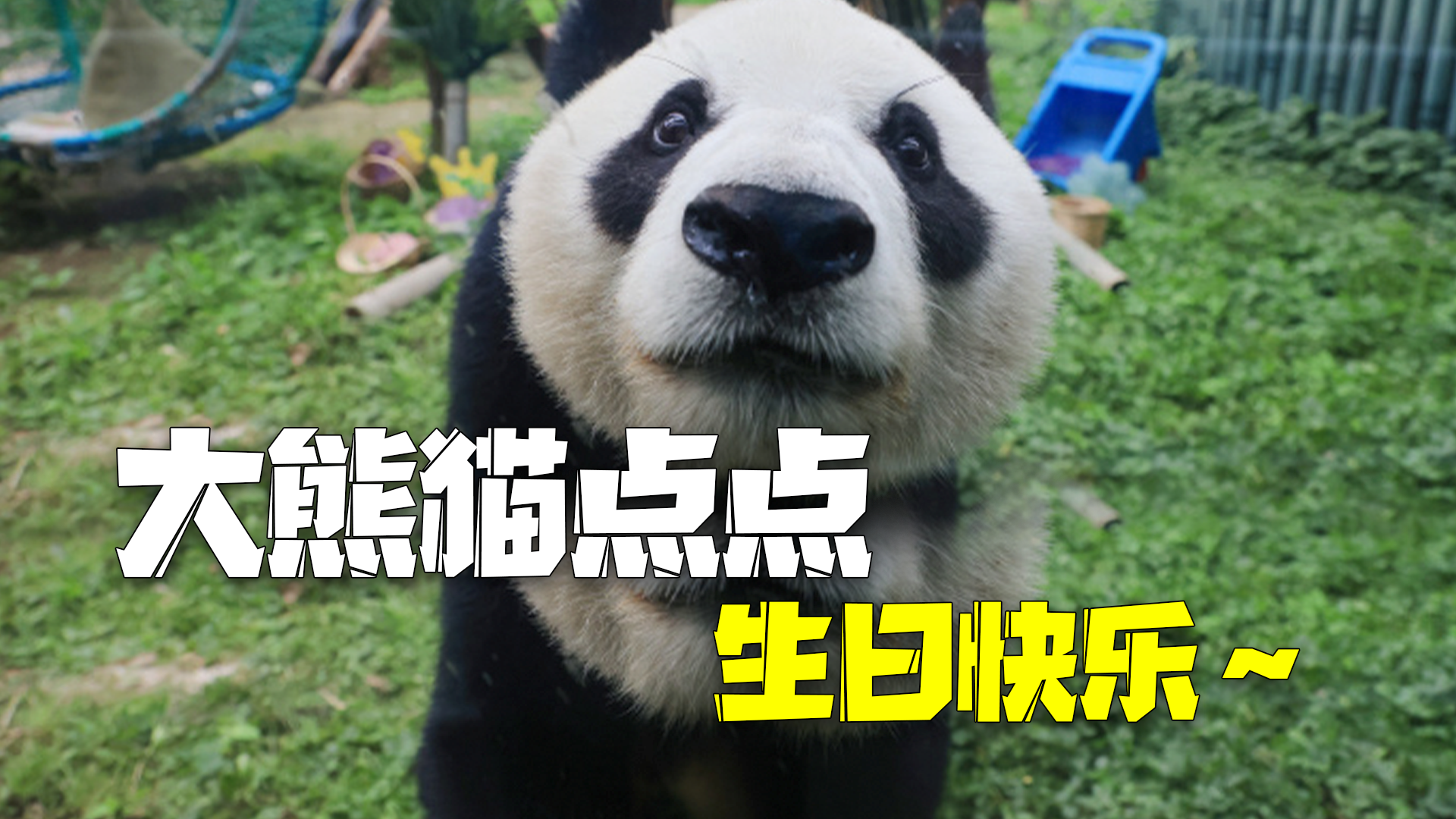 大熊猫“点点”生日快乐～ 今天窝头蛋糕和竹子自由！