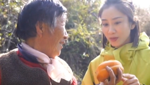 风起,柿子红!盘山磨盘柿子开始采摘啦! 风起,柿子红!盘山磨盘柿子开始采摘啦!