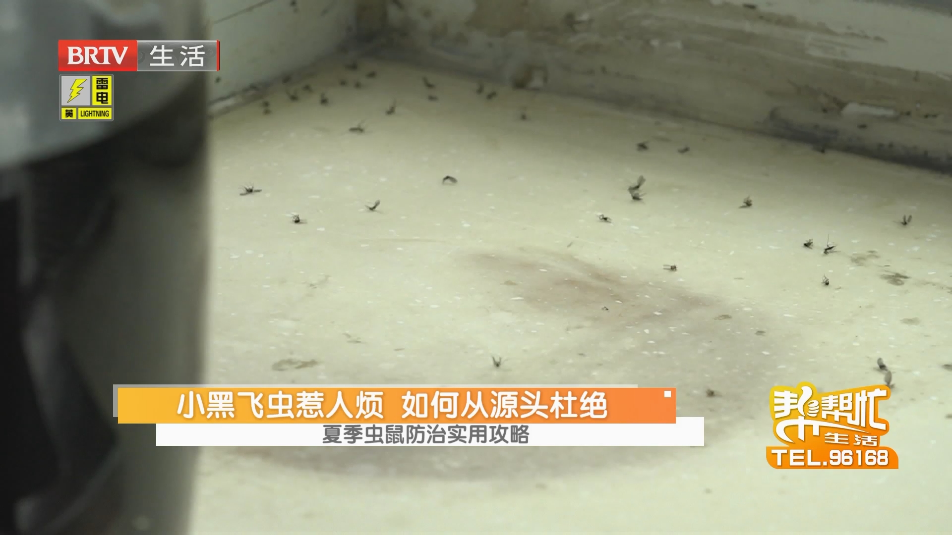 夏季虫鼠防治实用攻略 小黑飞虫惹人烦 如何从源头杜绝 果蝇喜甜讨人厌 防治有妙招 夏季虫鼠防治实用攻略 小黑飞虫惹人烦 如何从源头杜绝 果蝇喜甜讨人厌 防治有妙招