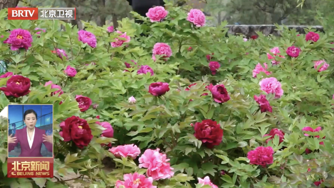 不止北影节!北京四月藏着“光影+书香+花海”的宝藏玩儿法—— 不止北影节!北京四月藏着“光影+书香+花海”的宝藏玩儿法——