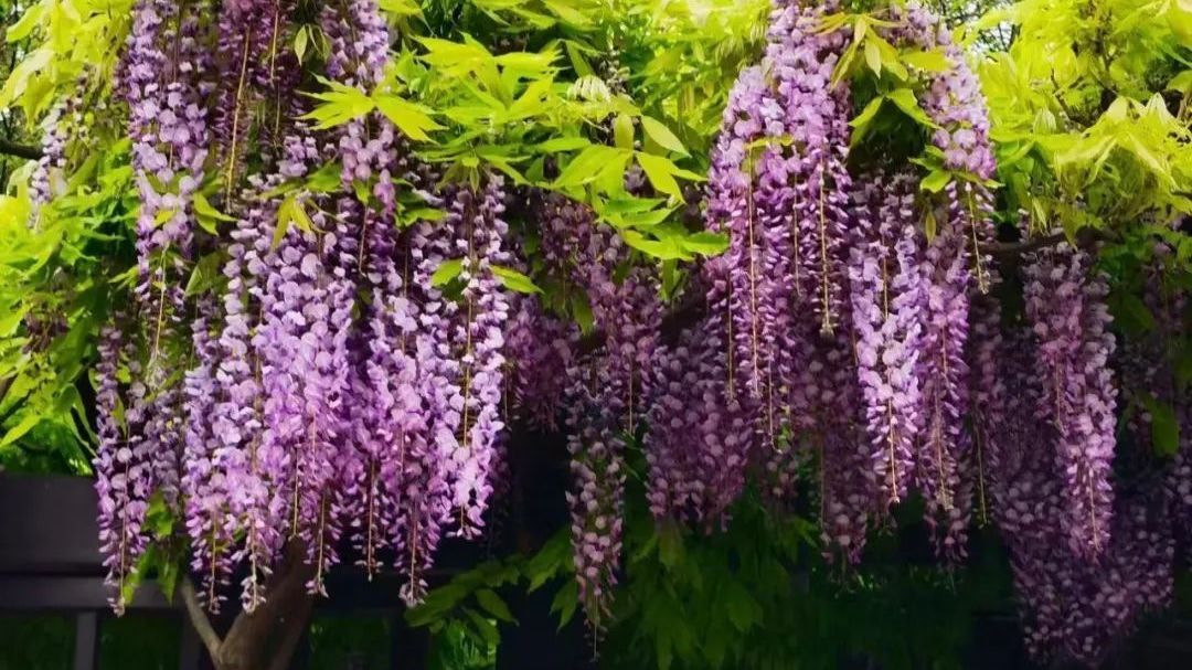 今明两天北风吹，大风蓝色预警中，最高气温28℃