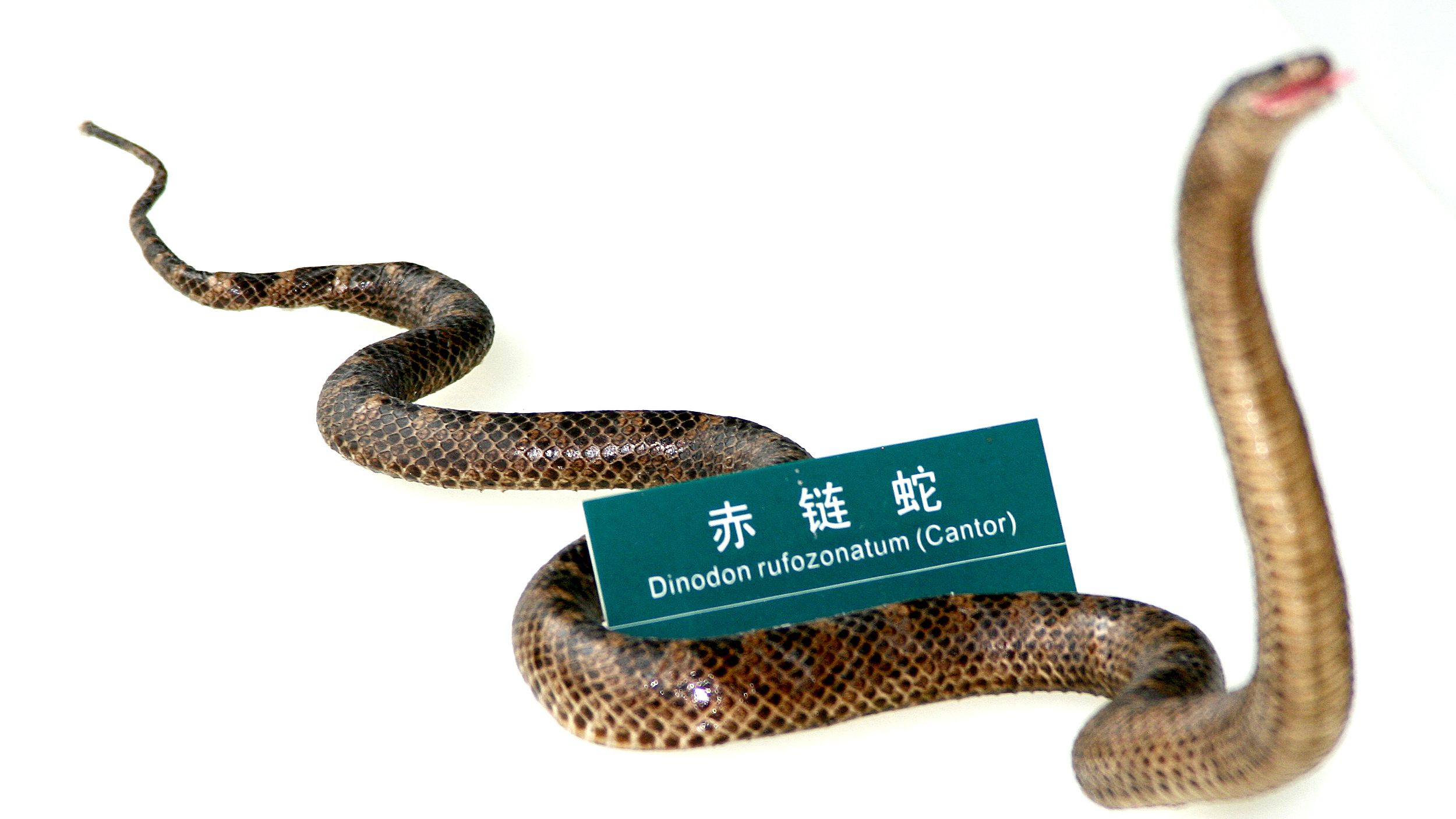 赤链蛇现身国家植物园樱桃沟景区,游客如遇到咋办?园方回应 赤链蛇现身国家植物园樱桃沟景区,游客如遇到咋办?园方回应