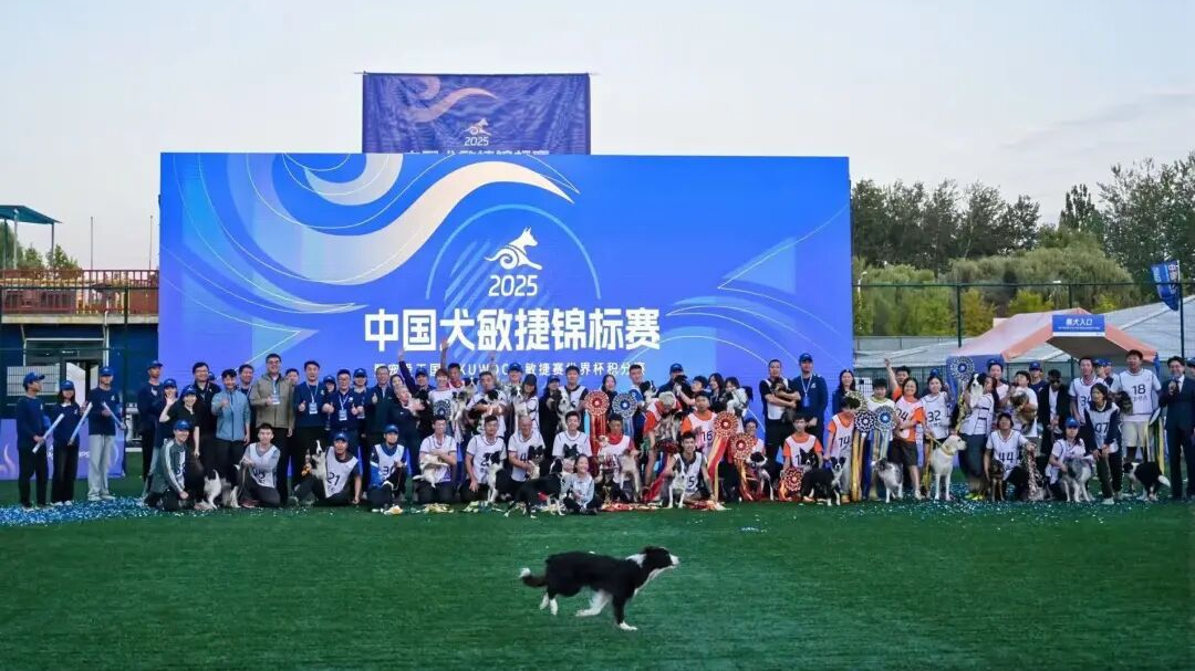 2025年中国犬敏捷锦标赛圆满闭幕 2025年中国犬敏捷锦标赛圆满闭幕