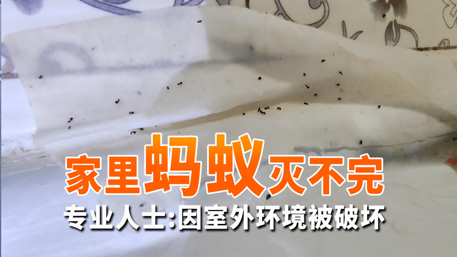 蚂蚁光顾家中 赶不走灭不完 专业人士:室外环境被破坏容易内侵_北京时间