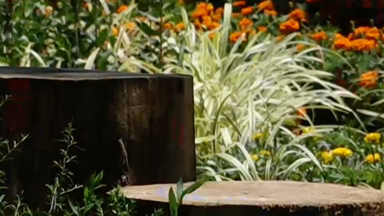 北京中轴线上添新景 腾退绿地化身社稷坛花境 北京中轴线上添新景 腾退绿地化身社稷坛花境