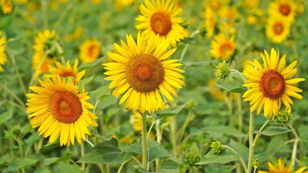 北京房山：花已开，今起迎接金色暴击！