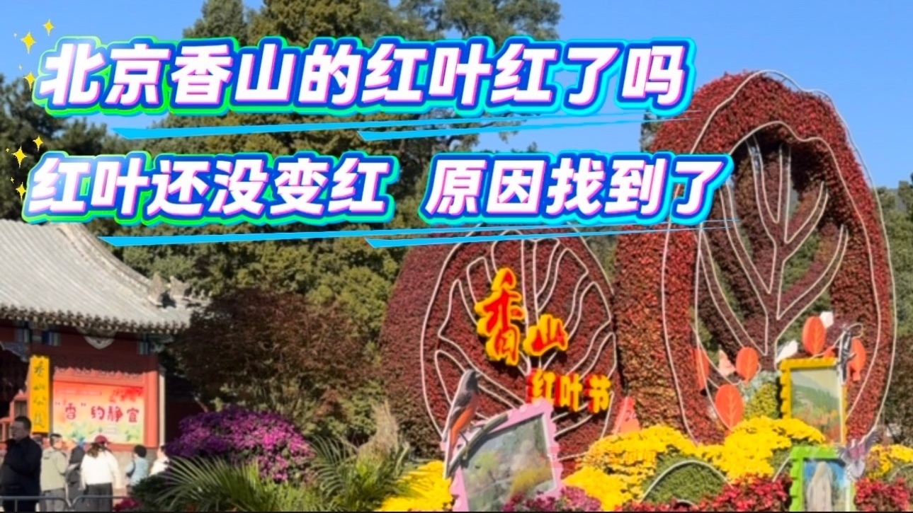 北京香山的红叶还没变红 原因找到了！