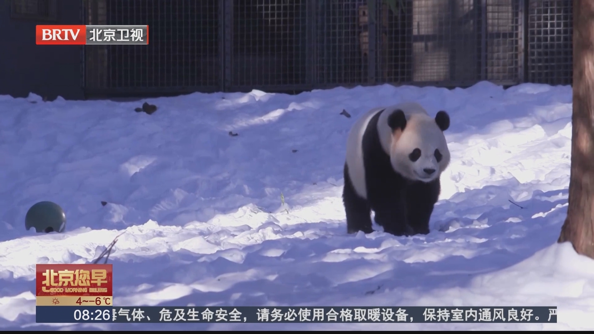 美国史密森学会国家动物园：“宝力”“青宝”准备好与“粉丝”见面