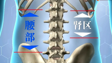 你的肾好不好,拍拍这里就知道! 你的肾好不好,拍拍这里就知道!