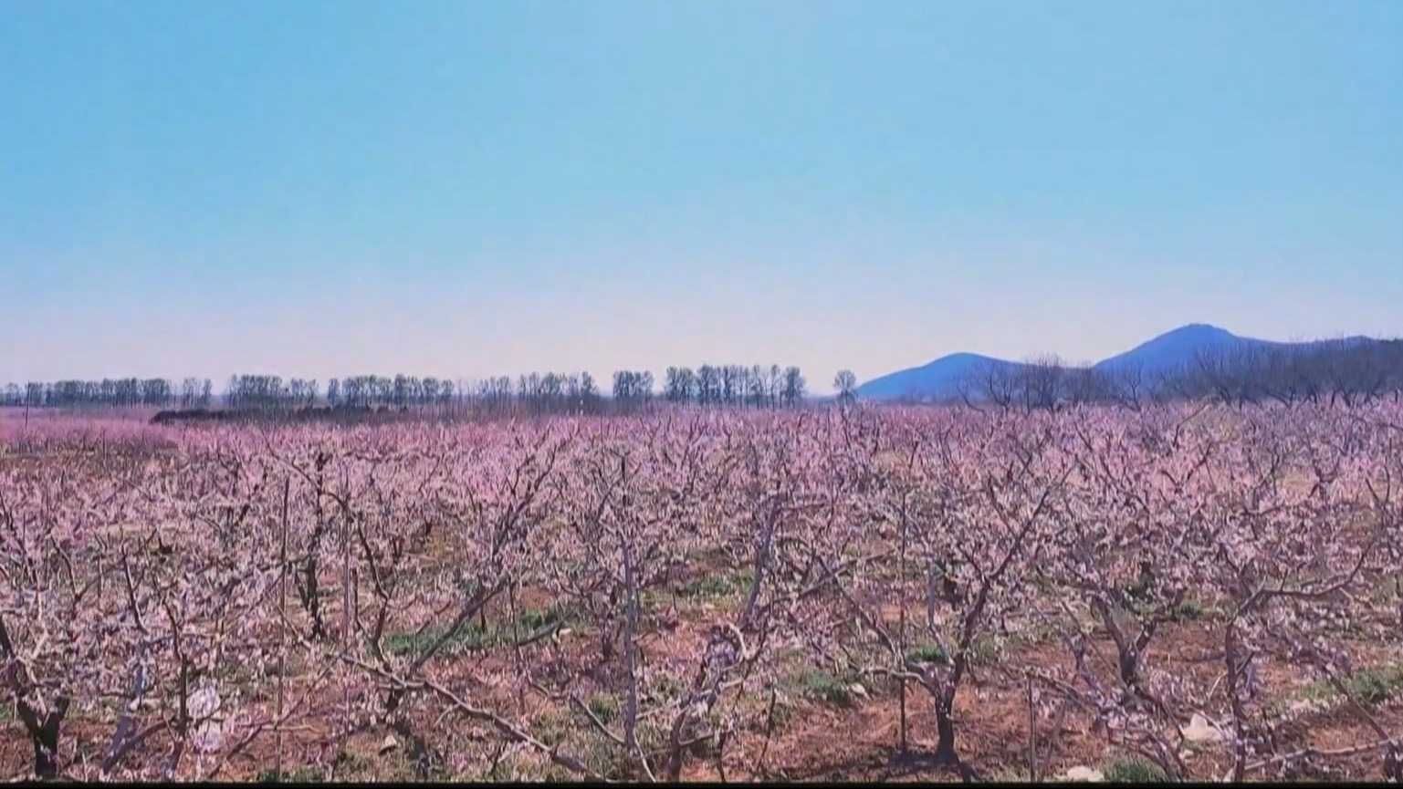 十万亩桃花迎客来 平谷桃花节融合多元业态激活文旅活力