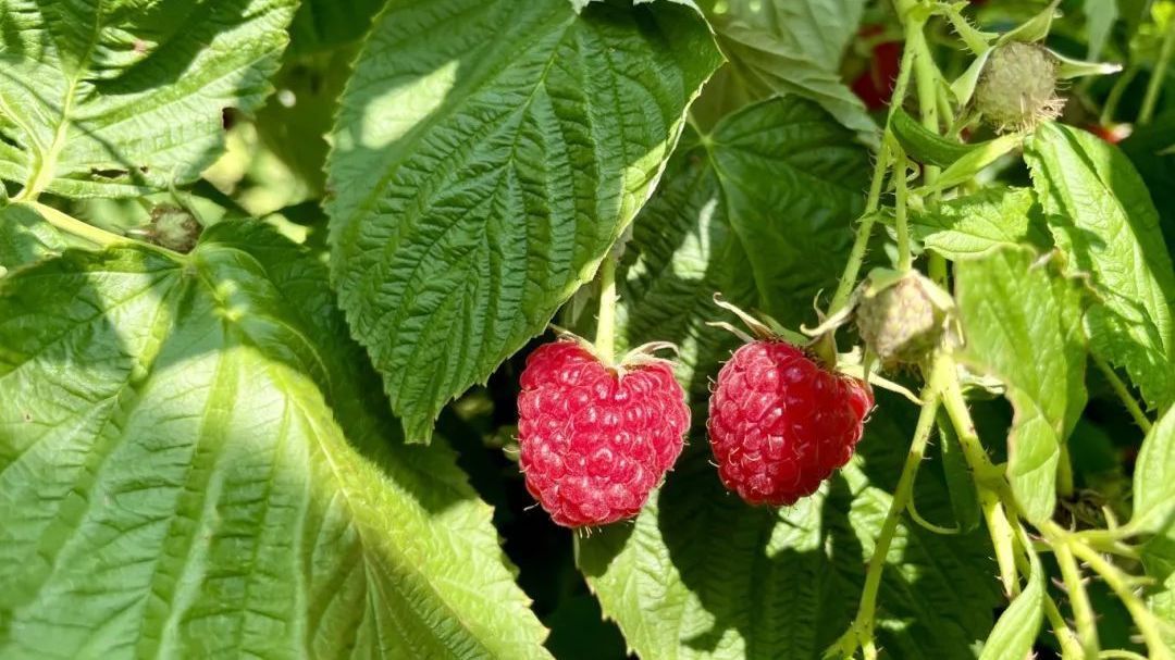 树莓采摘乐趣多,休闲农业促发展 树莓采摘乐趣多,休闲农业促发展