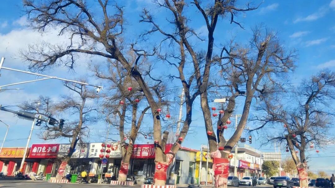 杨宋庄十字街头那五棵大槐树