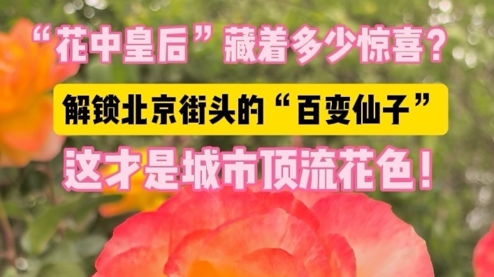 “花中皇后”藏着多少惊喜？解锁北京街头的“百变仙子”