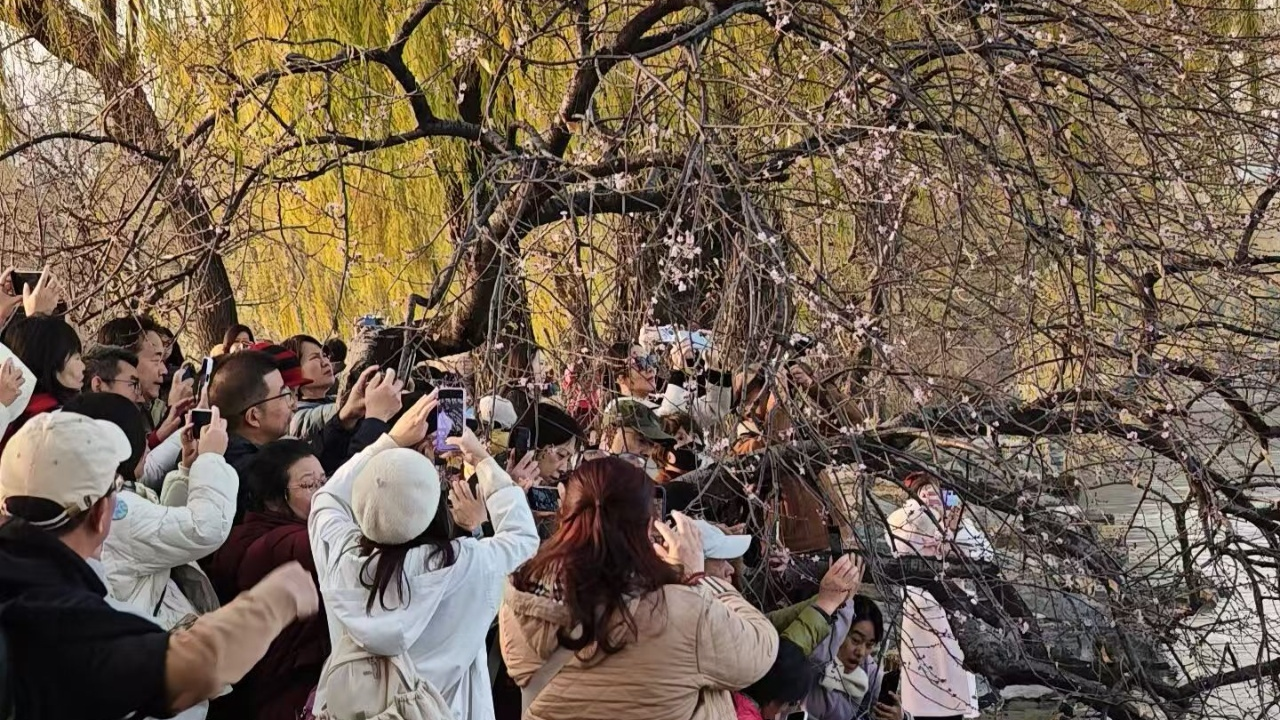 颐和园零星山桃“反季”开花,它们为何以为春天来了? 颐和园零星山桃“反季”开花,它们为何以为春天来了?