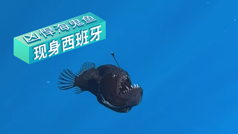 见鬼了！ “海鬼鱼”罕见现身西班牙近海