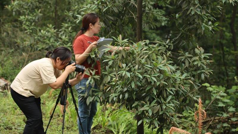 “植物大熊猫”在野外回归点首次开花了! “植物大熊猫”在野外回归点首次开花了!